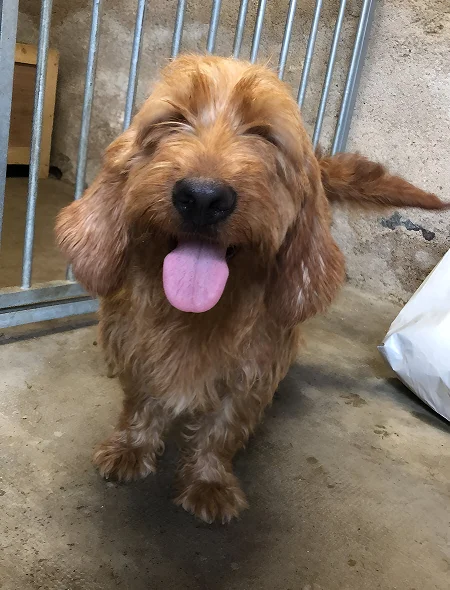 Hervochon Elevage Passion Traqueur Keiler Elevage Beagle En Haute Vienne Le Basset Fauve 1