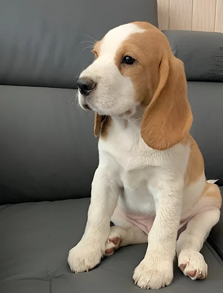 Hervochon Elevage Passion Traqueur Keiler Elevage Beagle En Haute Vienne Le Beagle 4