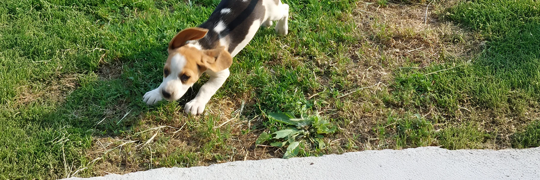 Élevage beagle en Charente : HERVOCHON ÉLEVAGE PASSION TRAQUEUR KEILER