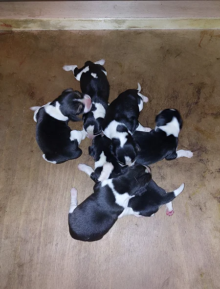 Hervochon Elevage Passion Traqueur Keiler Elevage Beagle En Haute Vienne Portees Disponibilites 1